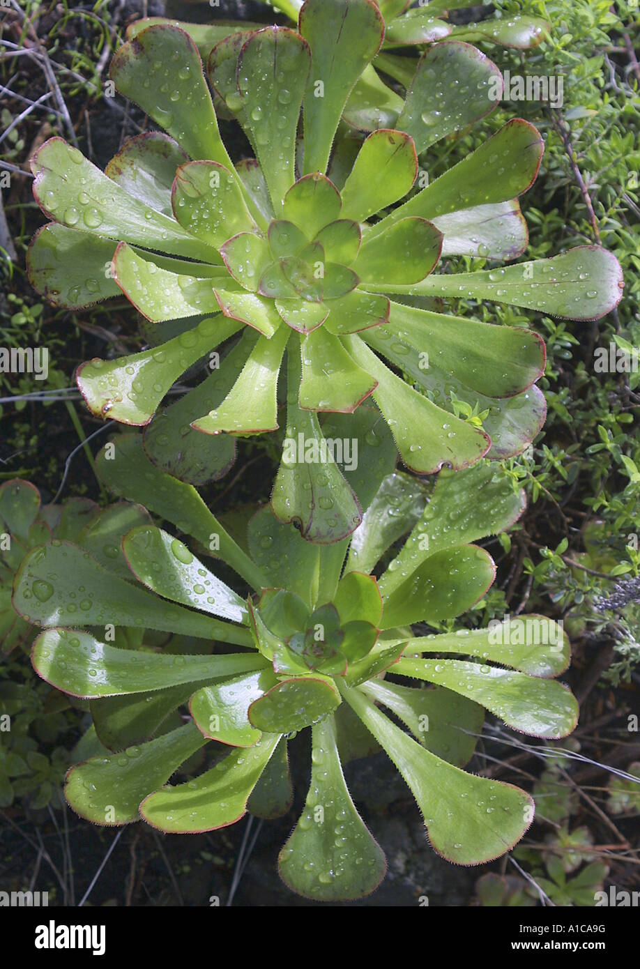 Pin-Rad (Aeonium Urbicum), Blattrosetten, Spanien, Teneriffa Stockfoto