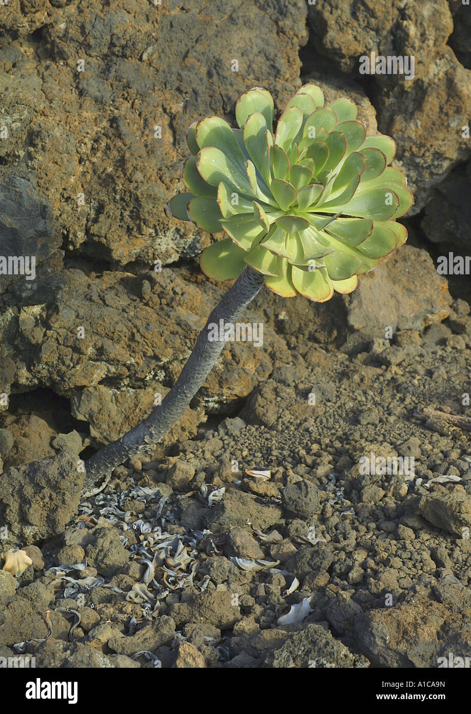 Pin-Rad (Aeonium spec.), einzelne Pflanze zwischen Felsen, Spanien, Kanarische Inseln, Teneriffa Stockfoto