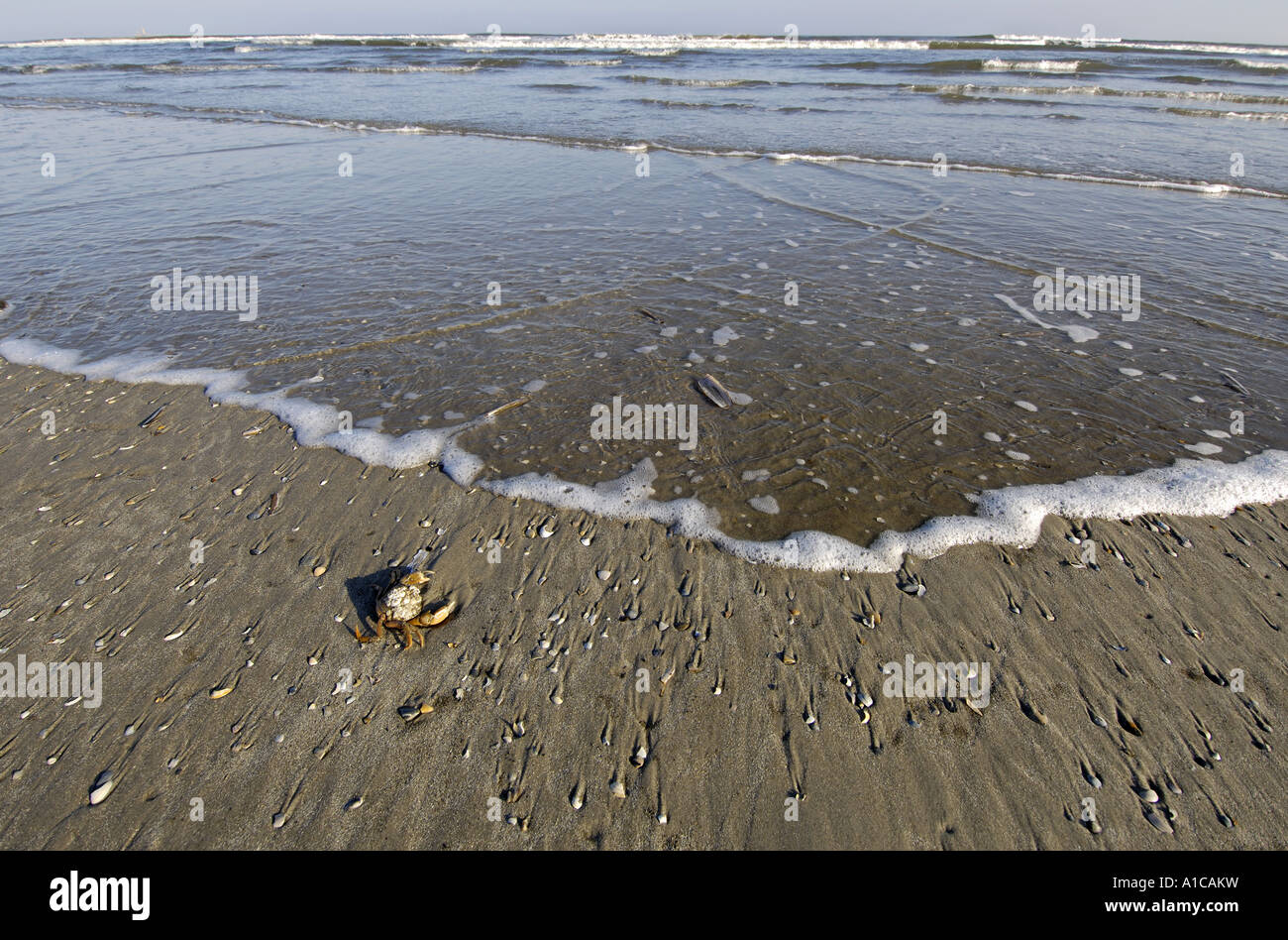 Krabben Sie in Woge, Niederlande Stockfoto