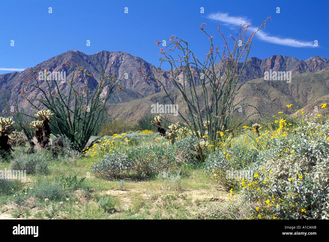 Anza Borrego Wüste während Frühling Blüte zeigt Kakteen blühen mit Bergen und blauem Himmel in Kalifornien Stockfoto