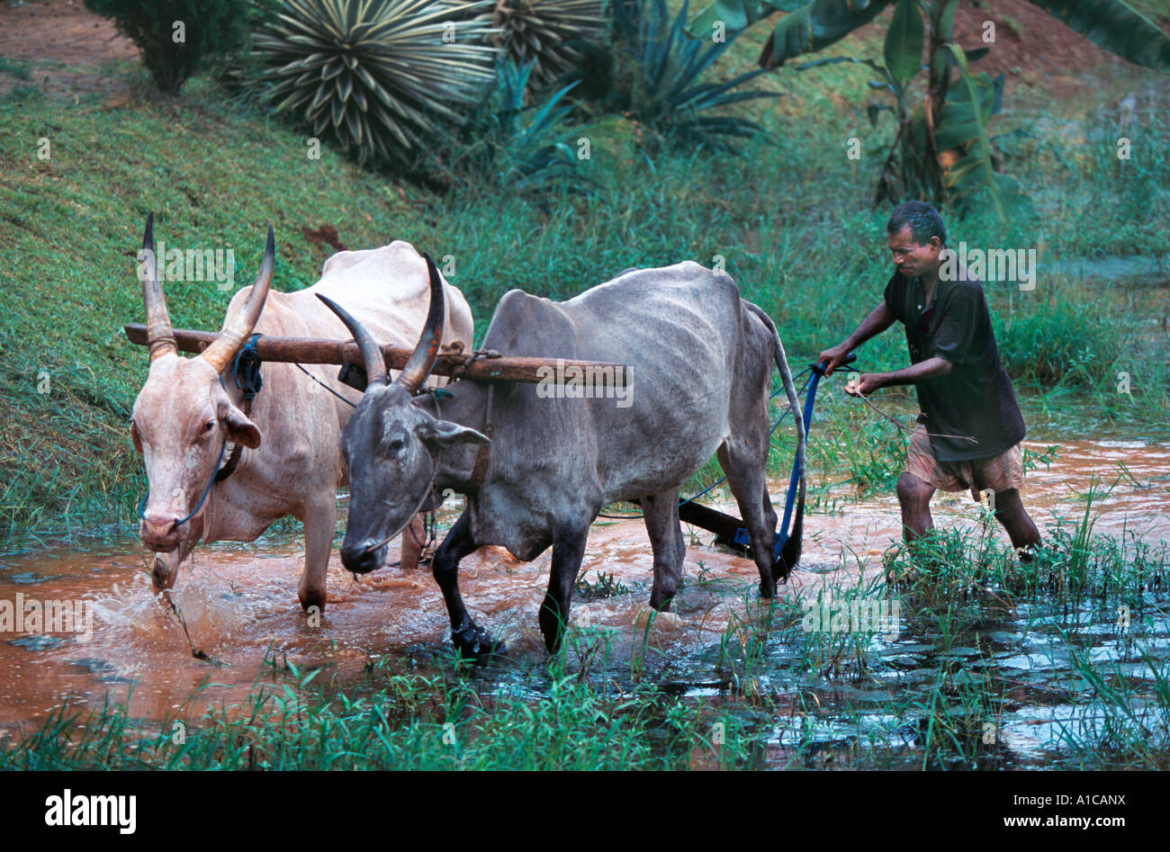 Ein Reisfeld Pflügen mit einem Bullock gezogenen Pflug. Benaulim, Salcete, Goa Stockfoto