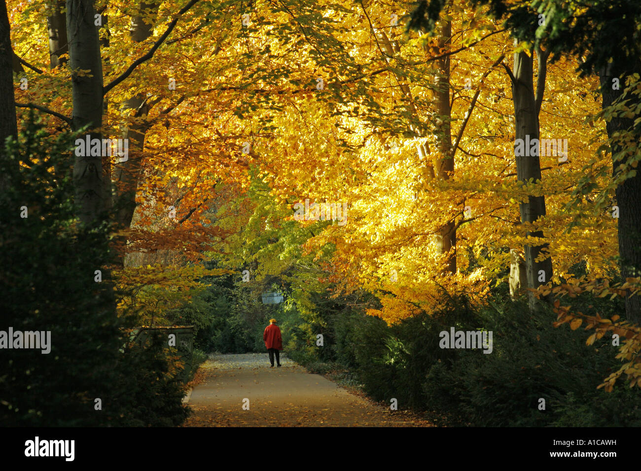 Herbststimmung im Stadtpark Tiergarten, Deutschland, Berlin Stockfoto