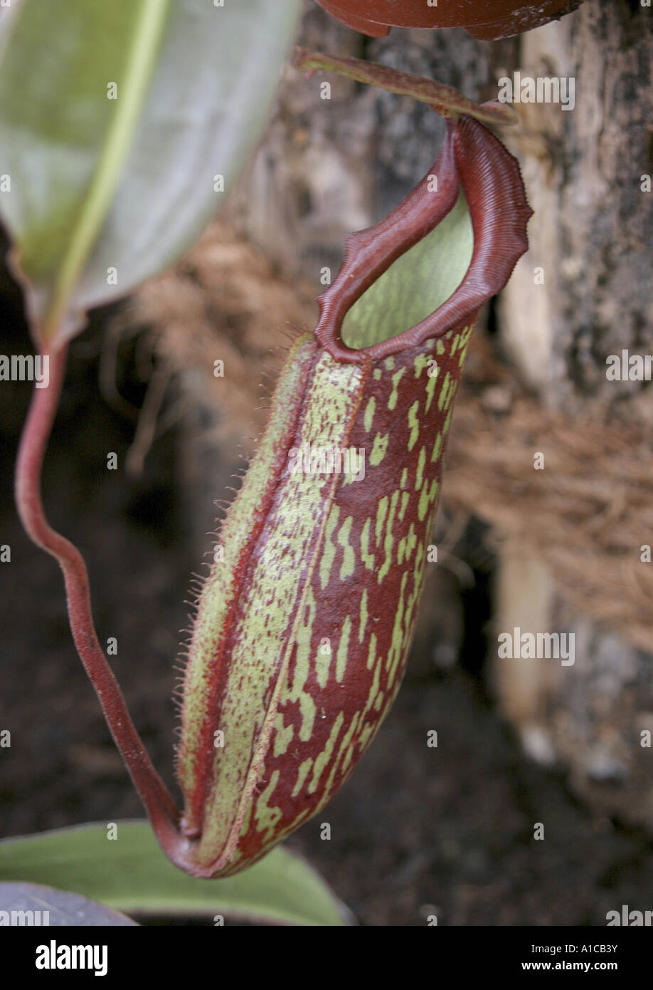 Kannenpflanze (Nepenthes spec.), spezielle Blatt für den Fang von Insekten Stockfoto