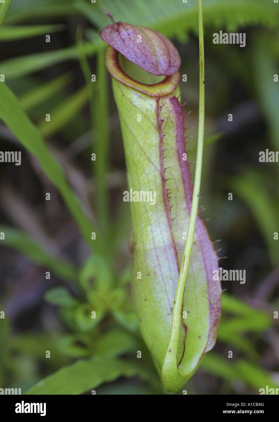 Kannenpflanze (Nepenthes spec.), spezielle Blatt für den Fang von Insekten Stockfoto