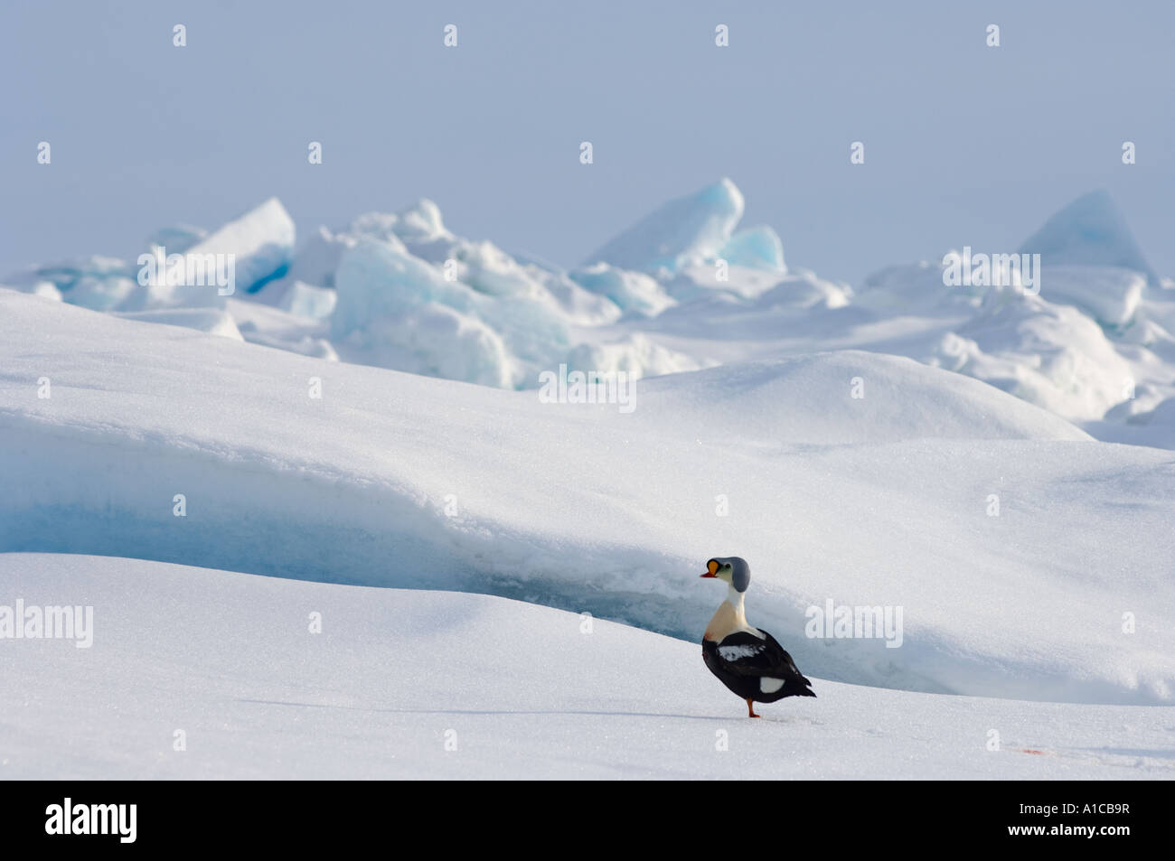 king Eider Somateria Spectabilis auf dem gefrorenen Chukchi-Meer vor Point Barrow Arctic Alaska Stockfoto