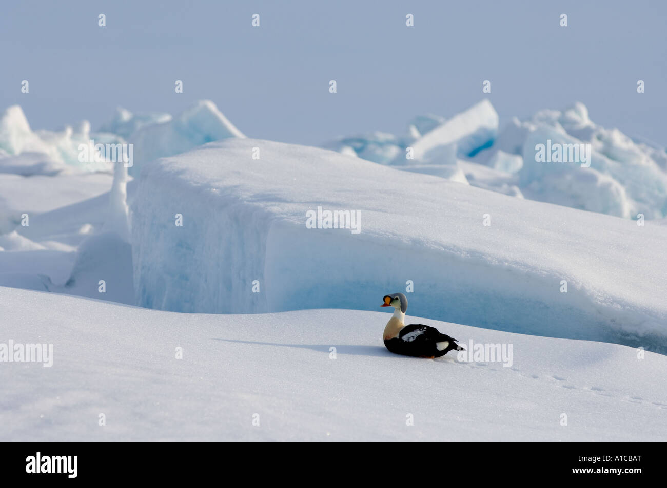 king Eider Somateria Spectabilis auf dem gefrorenen Chukchi-Meer vor Point Barrow Arctic Alaska Stockfoto