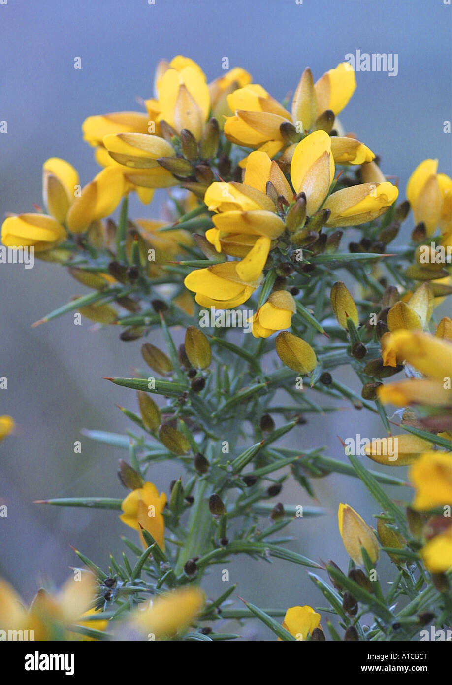 Stechginster, Ginster, goldene Stechginster (Ulex Europaeus), Detail von den Blüten, Spanien, Kanarische Inseln, Teneriffa Stockfoto