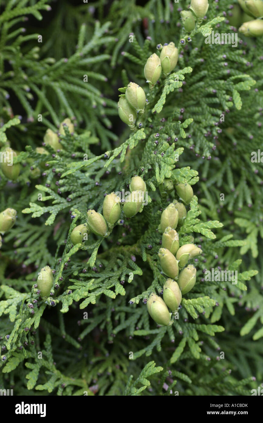 gelbe Zeder, eastern White Cedar (Thuja Occidentalis), Detail mit  weiblichen Zapfen Stockfotografie - Alamy