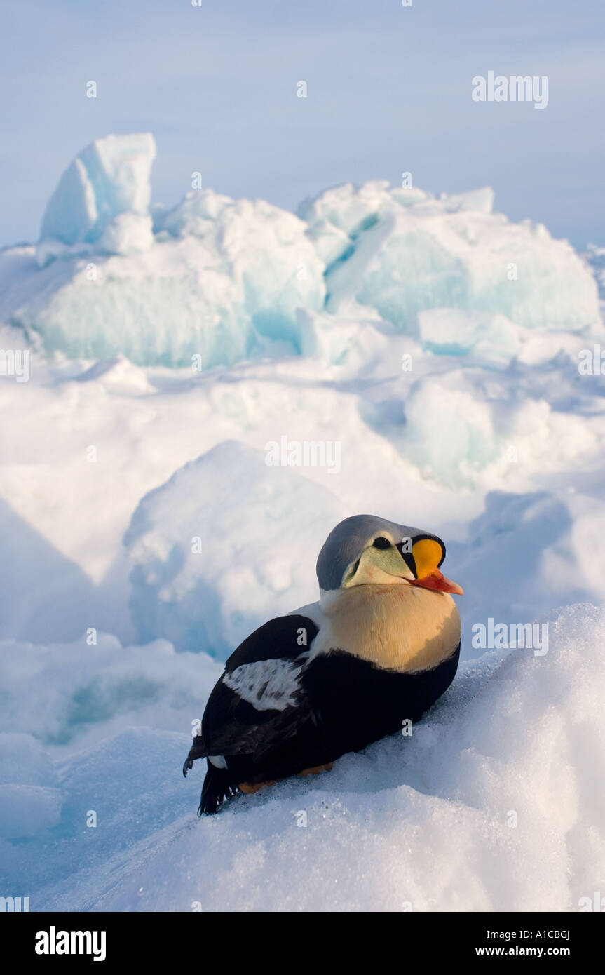 king Eider Somateria Spectabilis auf dem gefrorenen Chukchi-Meer vor Point Barrow Arctic Alaska Stockfoto