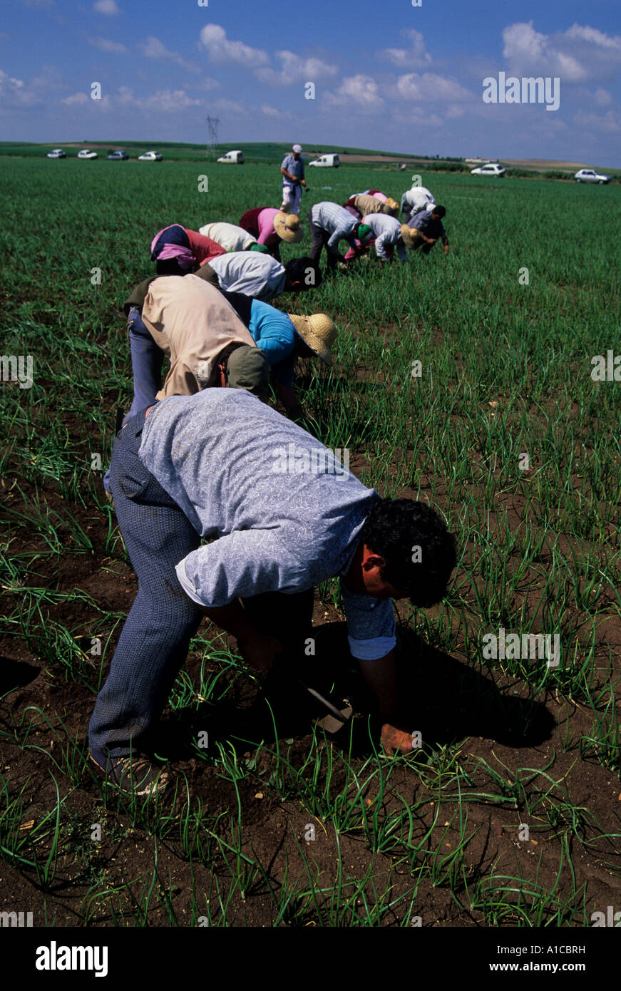 Zwiebelpflanze ernten Spanien Landwirtschaft Einwanderung Arbeit job Stockfoto