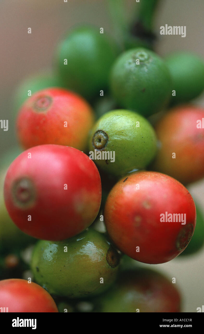 Frucht der kaffeepflanze Ausgeschnittene Stockfotos und -bilder - Alamy