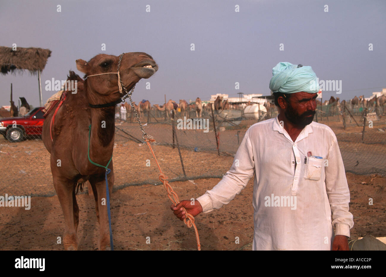 Kamel Besitzer Handelsmarkt Wüste VAE verkaufen Handel kaufen Stockfoto