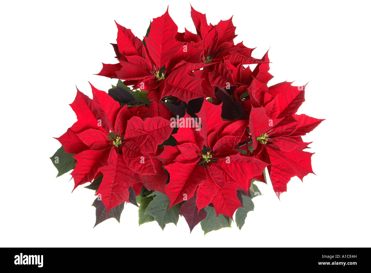 Weihnachtsstern bltter -Fotos und -Bildmaterial in hoher Auflsung  Alamy