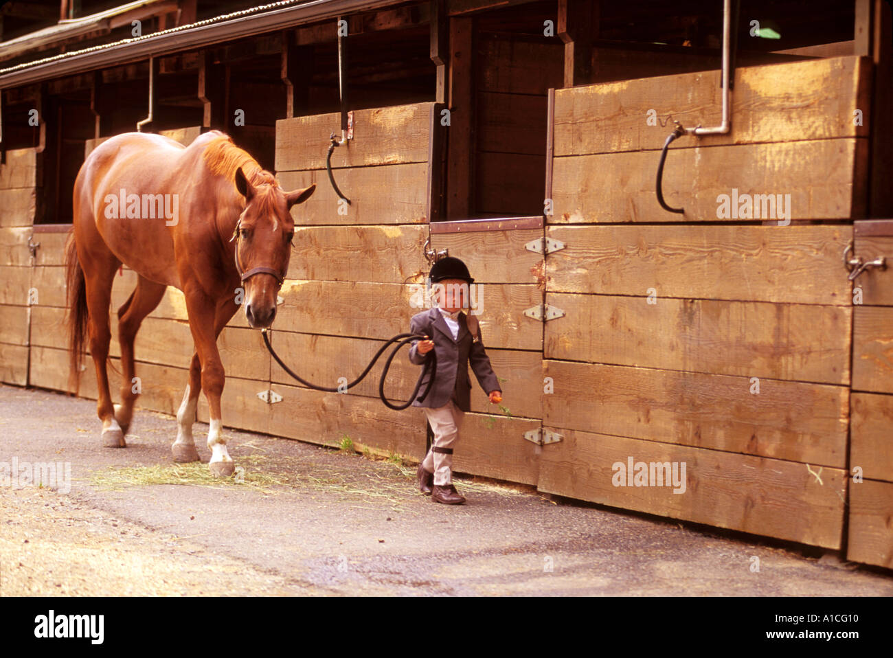 Ein vier Jahre altes Mädchen mit einer Karotte in ihr Hand führt Stände eine enorme letzten Pferd im Stall Stockfoto