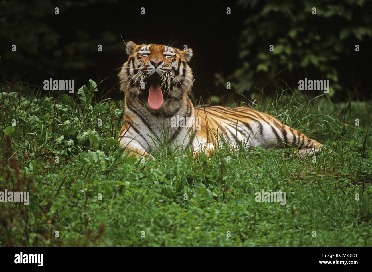 Amurtiger - klaffende / Panthera Tigris Altaica Stockfoto