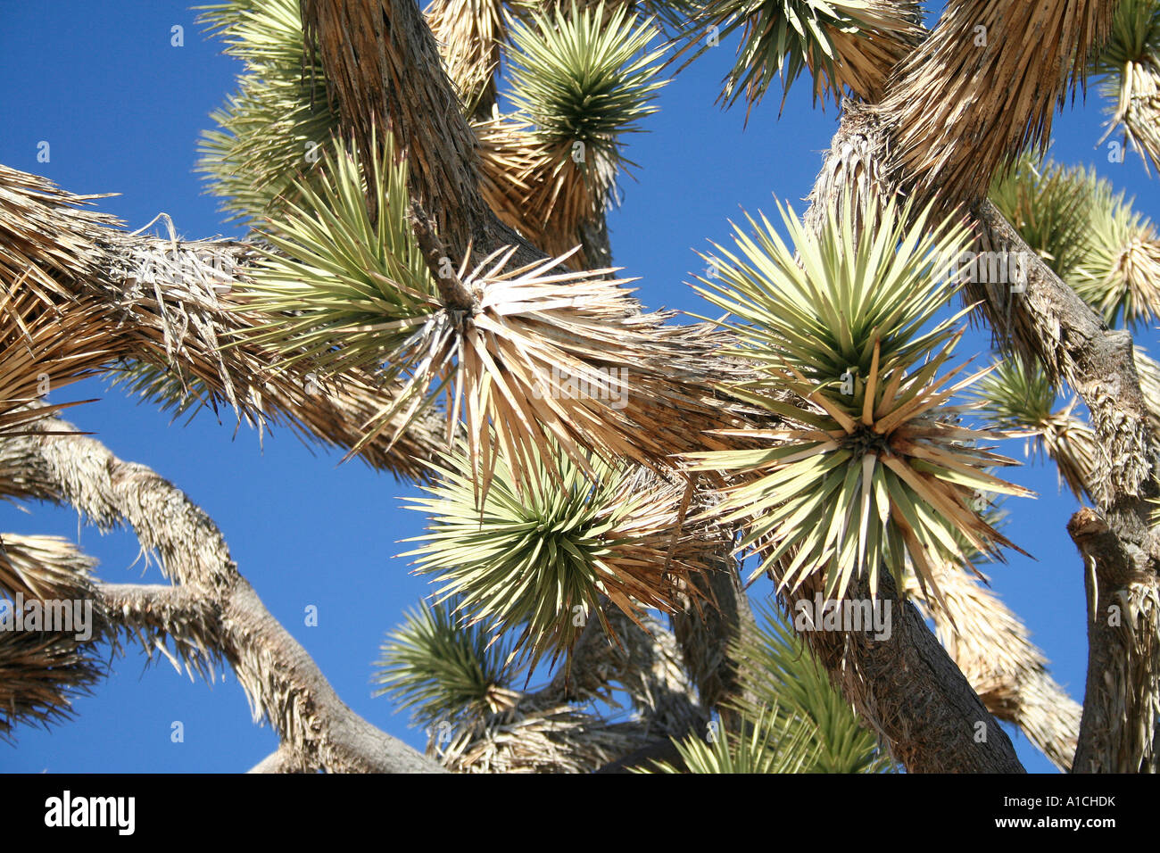 Joshua Tree Nationalpark, Kalifornien, USA Stockfoto