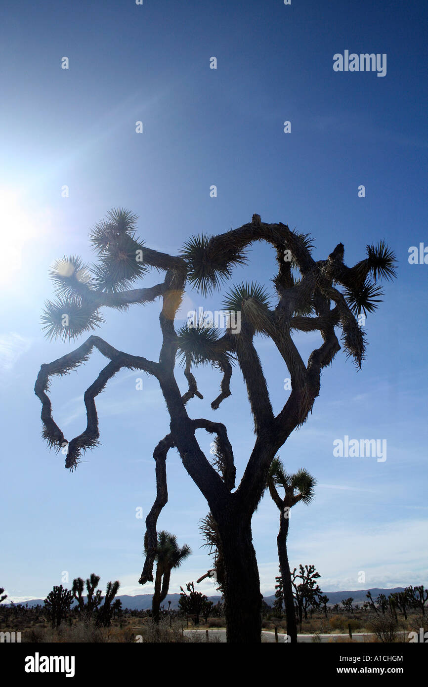 Silhouette des Joshua Tree, Joshua Tree Nationalpark, Kalifornien, USA Stockfoto