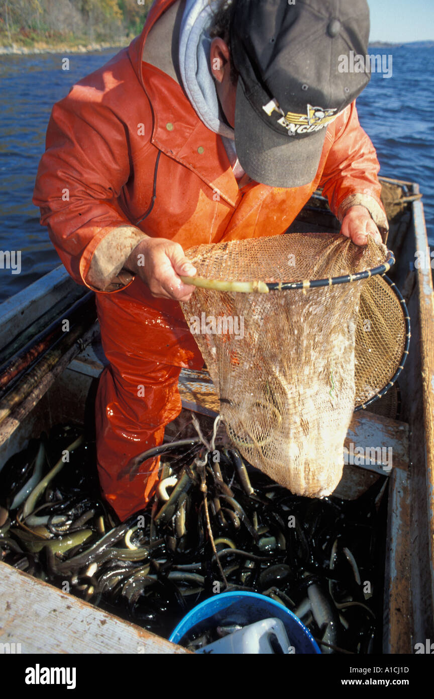 Ein Fischer in orange überleben Anzug schleppen in seinem Fang der amerikanischen Aale auf den St. John River New Brunswick, Kanada Stockfoto