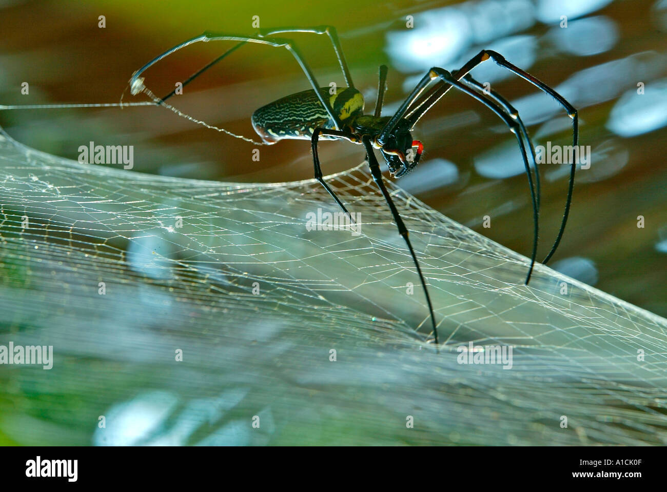 Große schwarze und gelbe tropische Spinne im Web Pulau Pangkor Insel Malaysia Stockfoto