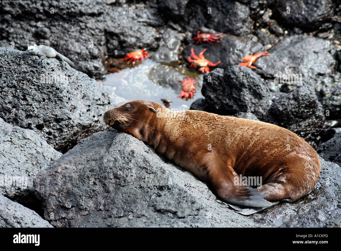 Sea-Lion, Leguan und rote Krabben teilen ein Sonnenbad Spot, Galapagos-Inseln-Südamerika Stockfoto