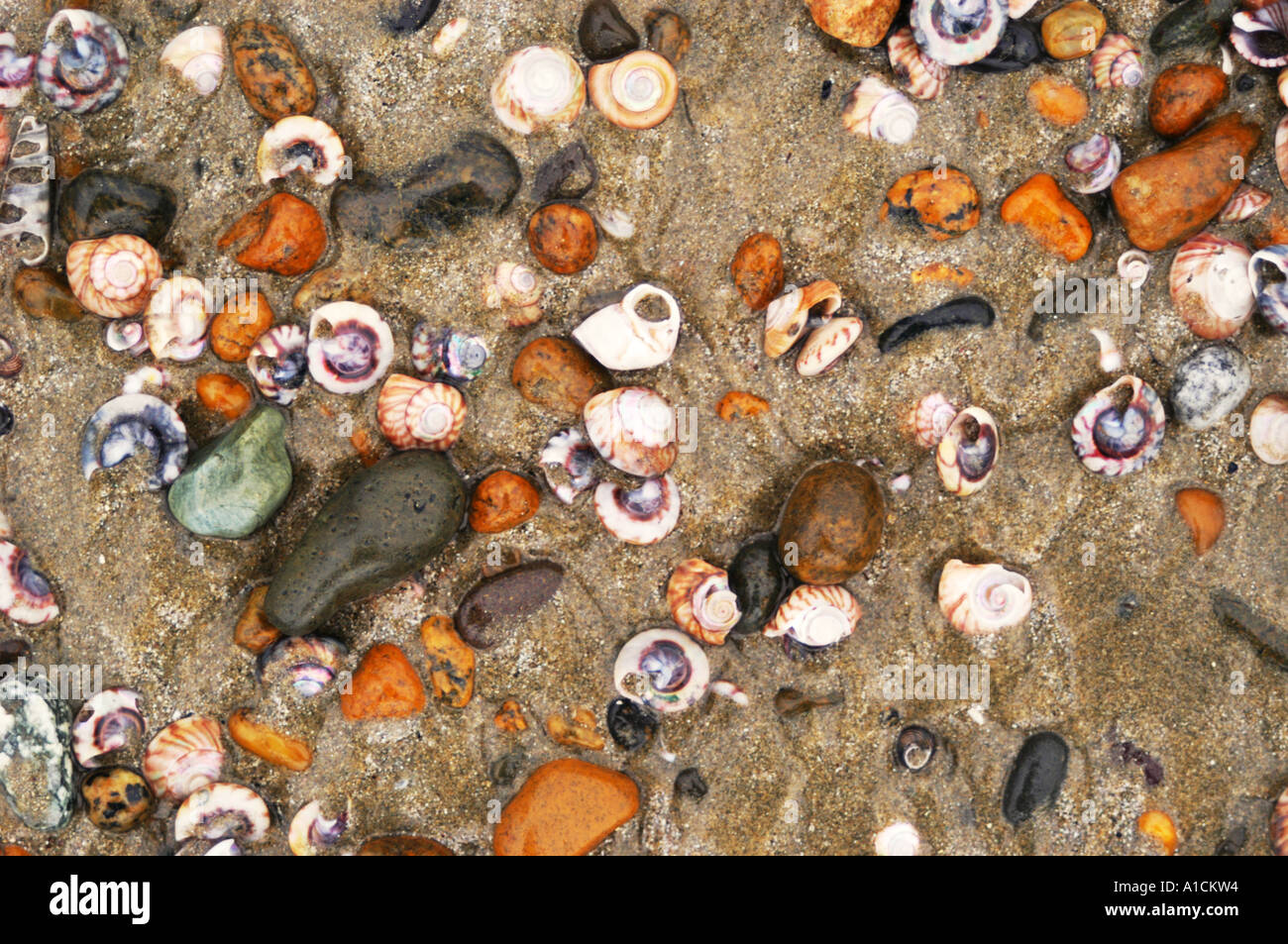 Muscheln im sand Stockfoto