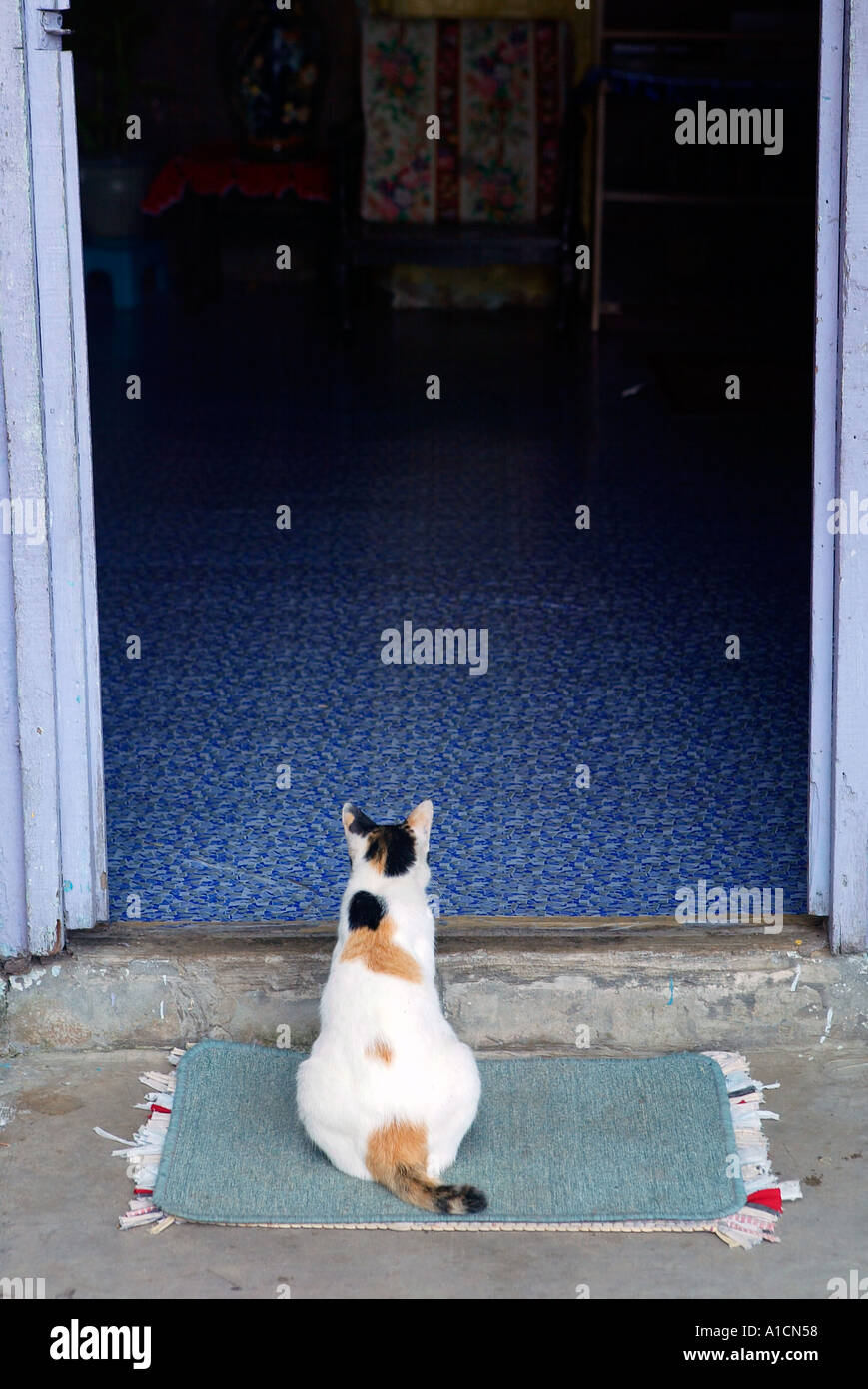 Katze schaut auf offene Tür Weise malaiischen Dorf in der Nähe von niederländischen Festung Pulau Pangkor Insel Malaysia Stockfoto