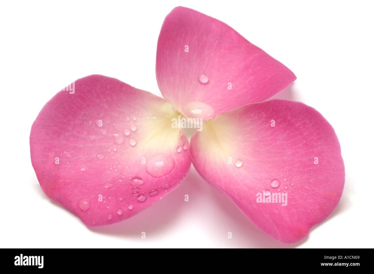 Drei Rosa Rosenblüten mit Tau fällt Stockfoto