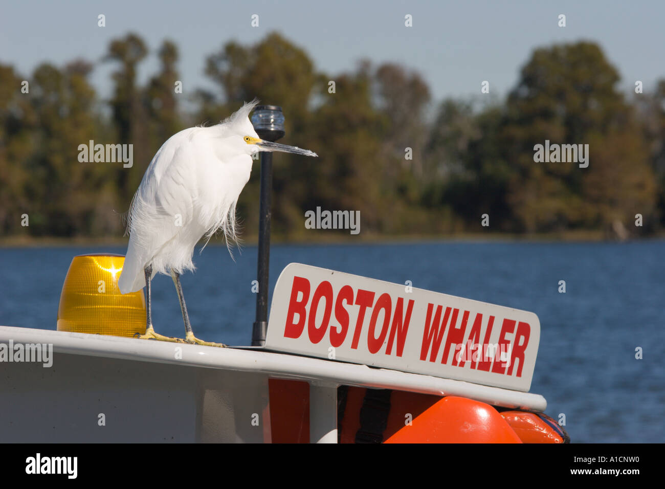 Schneebedeckte Egret hockte auf dem Boston Whaler Boat in Walt Disney World am Lake Buena Vista Florida, USA Stockfoto