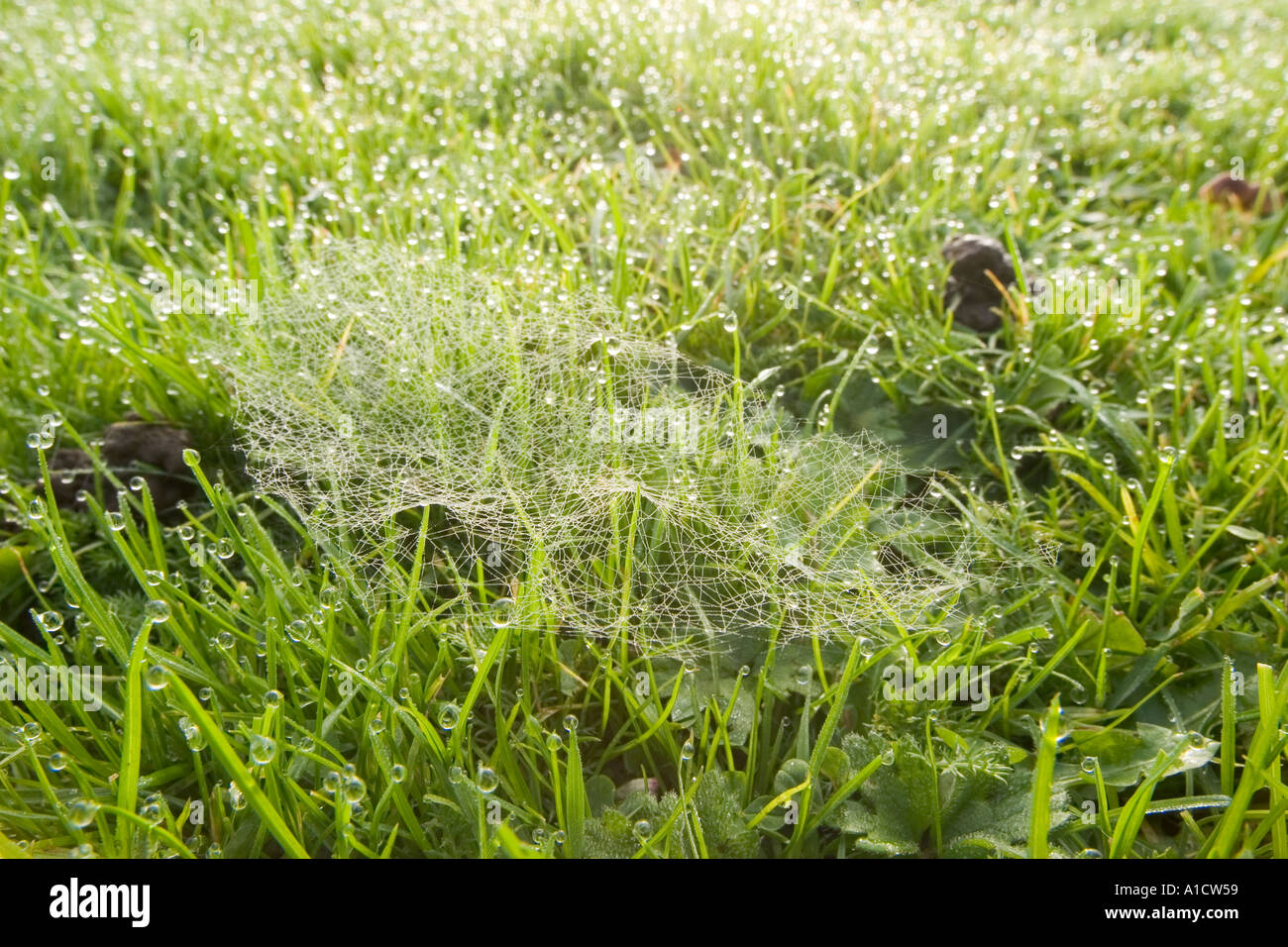 Spinnennetz s kurz nach Sonnenaufgang mit einem schweren Tau auf dem Rasen Stockfoto