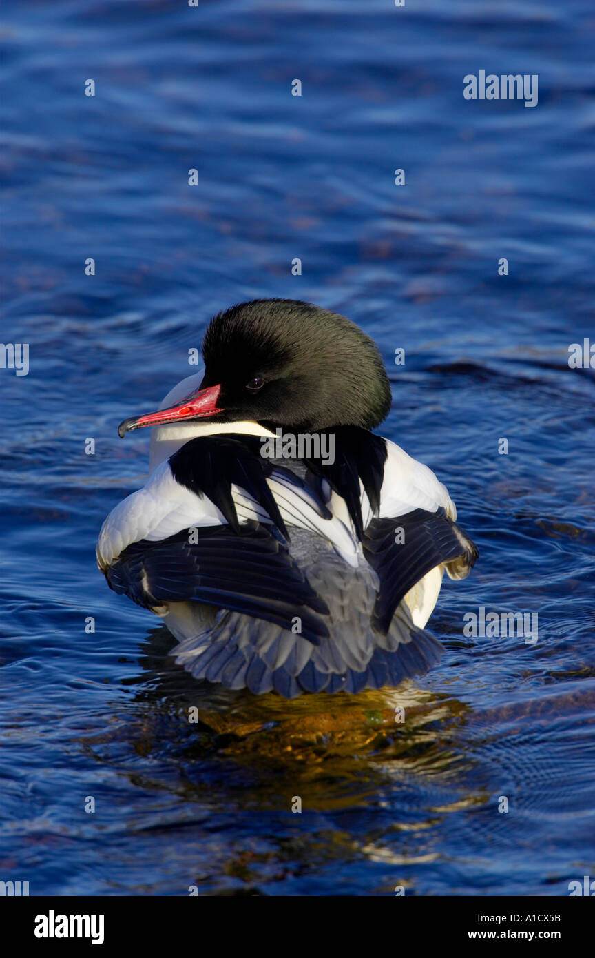 Drake Gänsesäger Mergus Prototyp Stockfoto