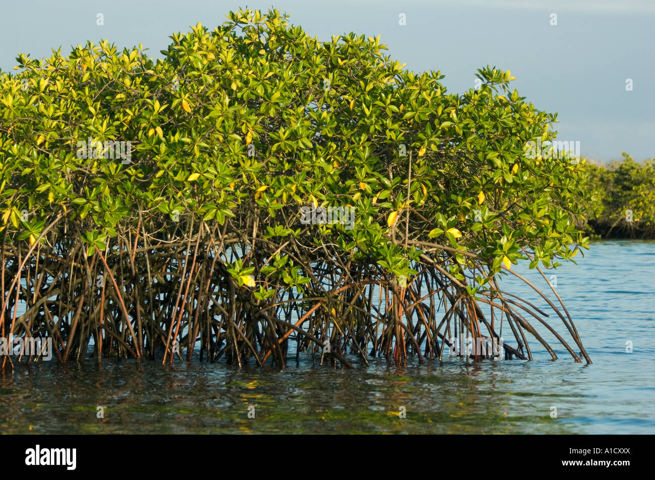 Rote Mangroven (Rhizophora Mangle), Santa Cruz Jes, GALAPAGOS-Inseln, Ecuador Stockfoto