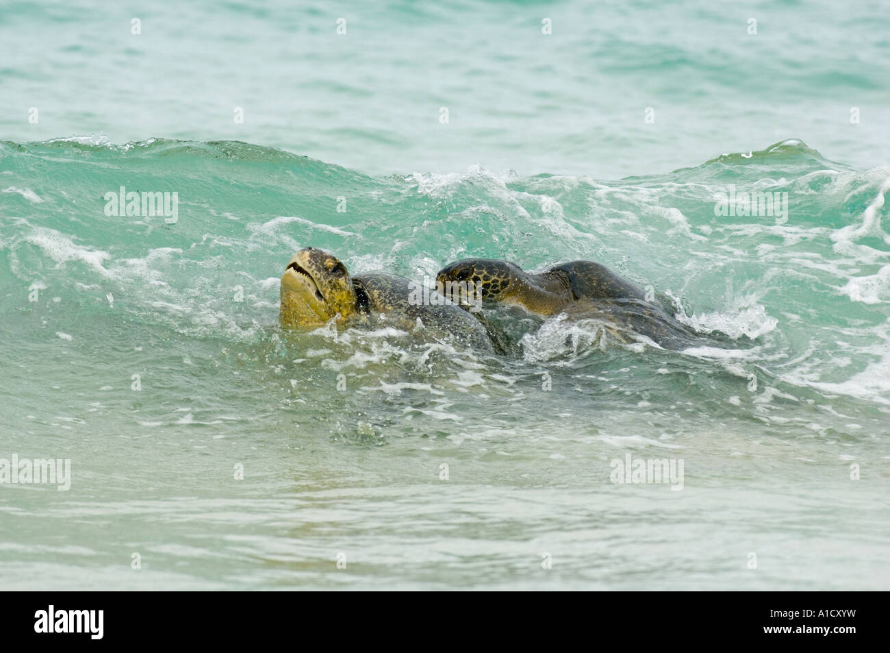 Grüne Meeresschildkröten Paarung im Surf (Chelonia Mydas) Floreana Insel, Galapagos ECUADOR Stockfoto