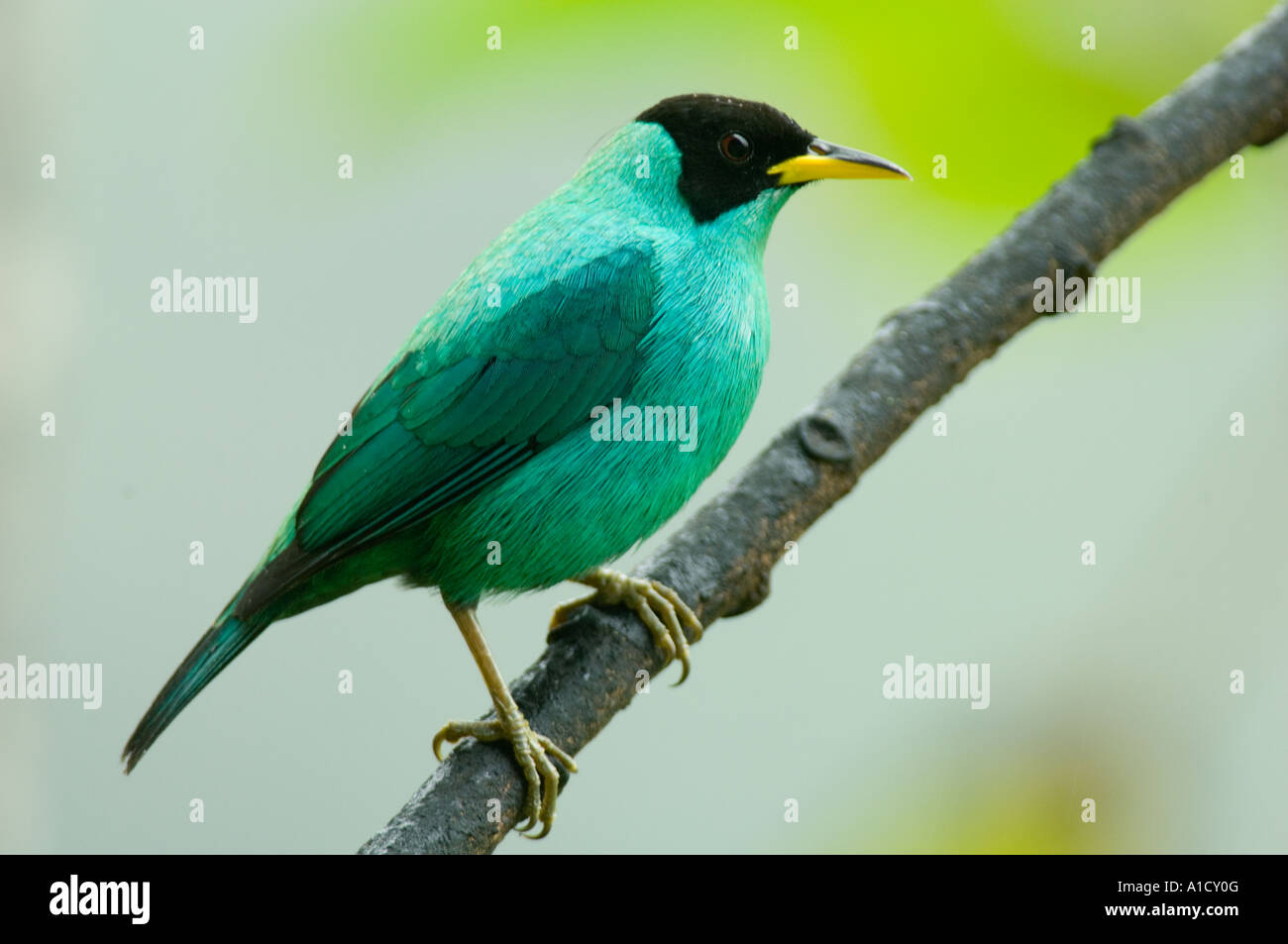 Grün Kleidervogel, (Chlorophanes Spiza), Buenaventura Reserve, ECUADOR Stockfoto