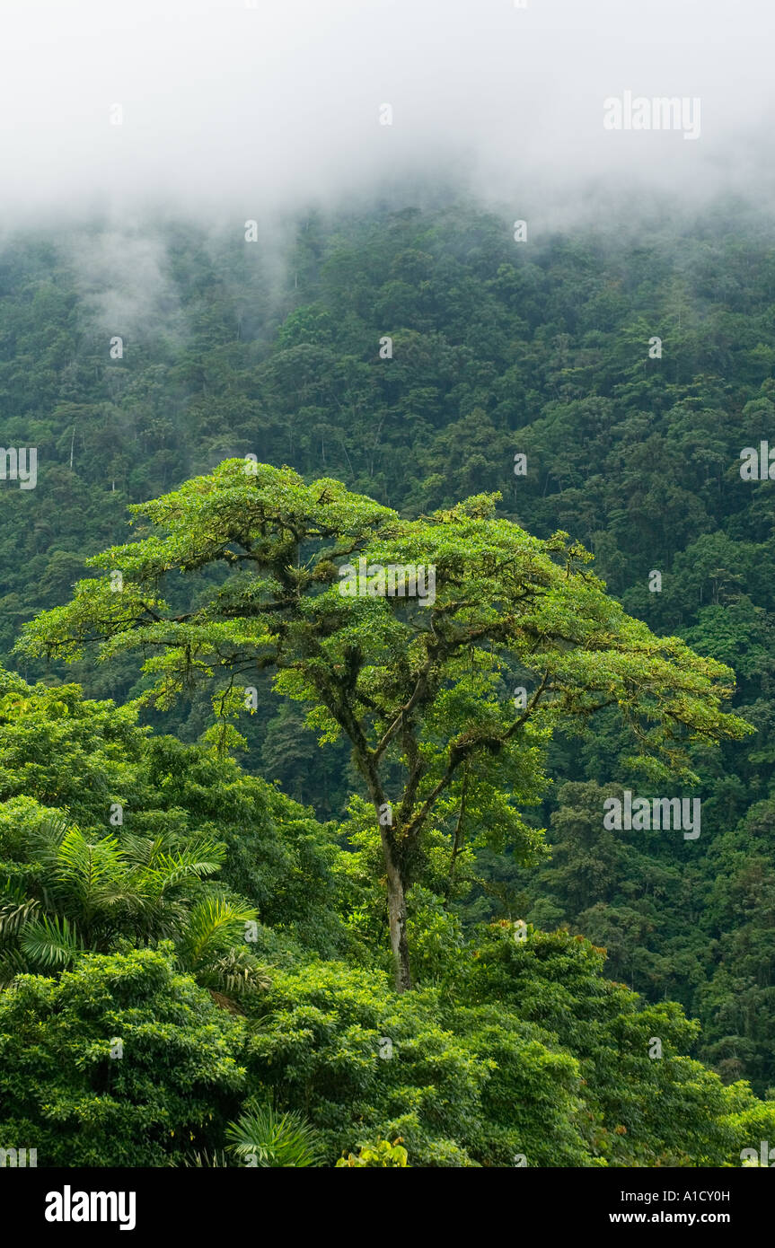 Emergent Rainforest Baum, Buenaventura Reserve, El Oro Provinz, westliche ECUADOR, Soft-Fokus Stockfoto