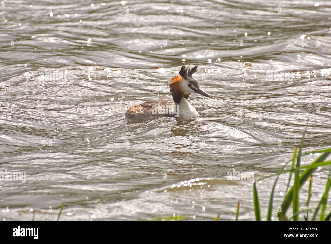 Great crested Grebe auf windigen See Stockfoto