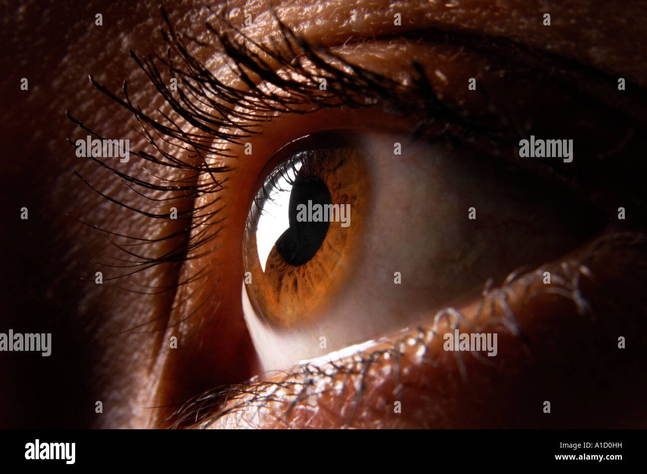 Braune weibliche Auge Makro menschliche Auge closeup Stockfoto