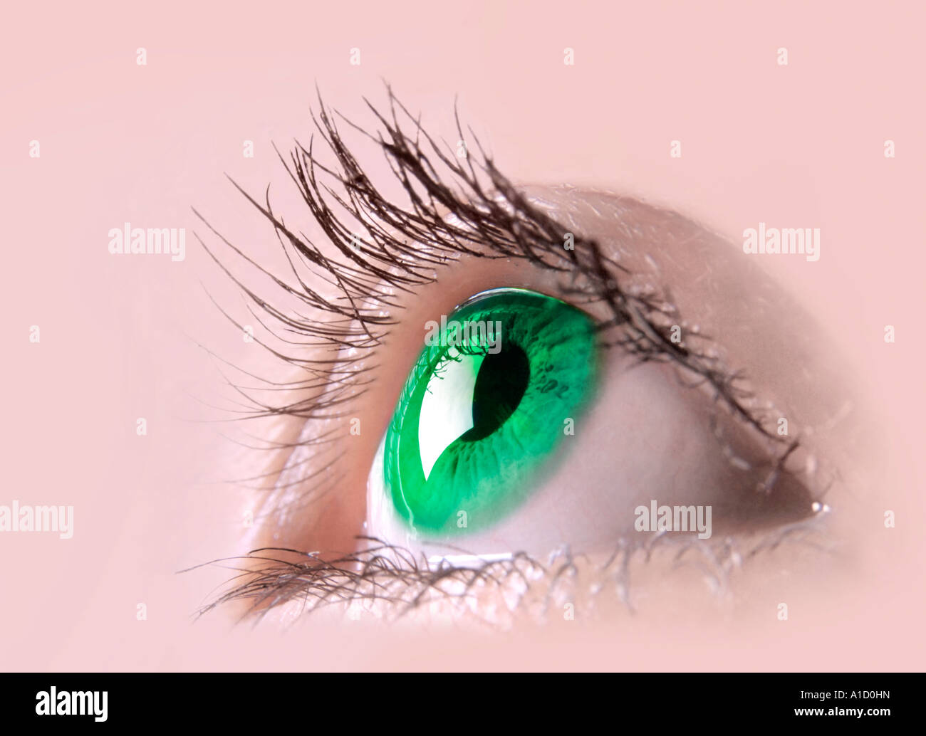 Grüne weibliche Auge Stockfoto