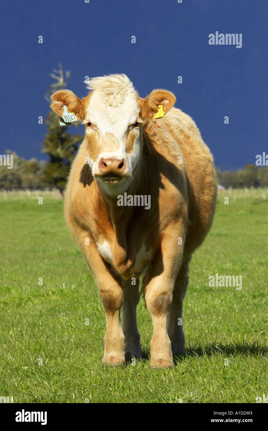 Kuh in der Nähe von Fox Glacier Westküste Südinsel Neuseeland Stockfoto