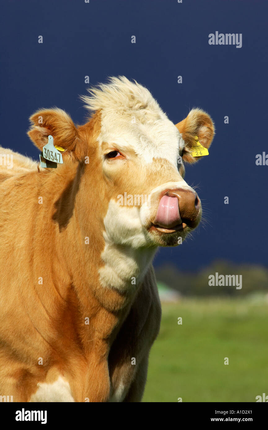 Kuh in der Nähe von Fox Glacier Westküste Südinsel Neuseeland Stockfoto