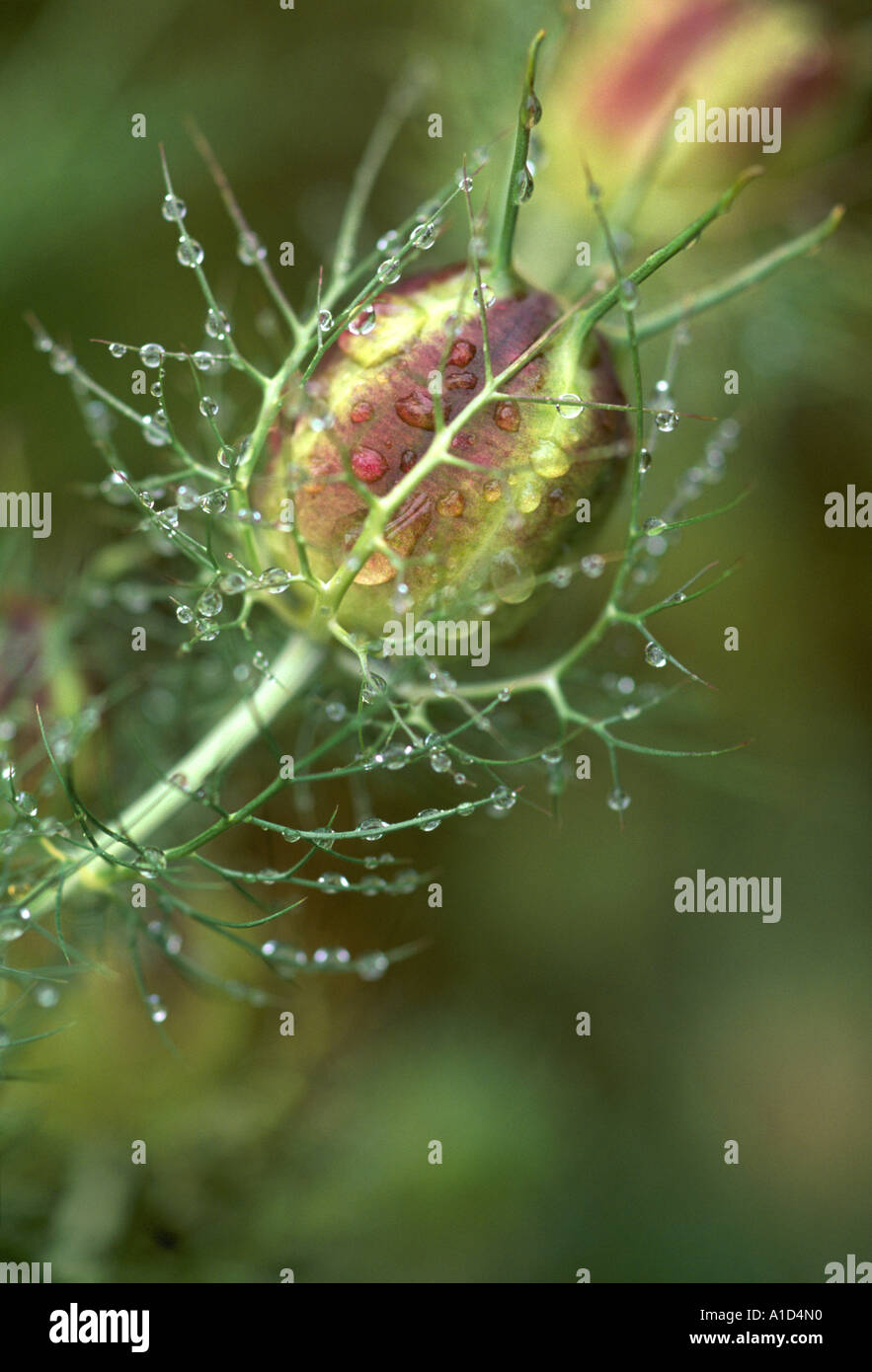 Regentropfen auf die Samenkapsel des "Love-in-a-Mist" Stockfoto