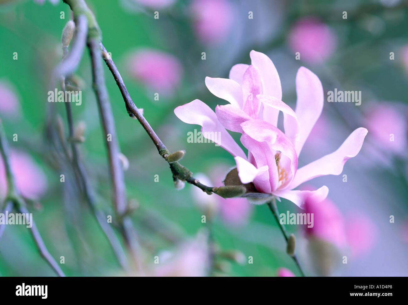 Magnolia Stellata Blume rosa Hintergrund des anderen Blüten aus der gleichen Pflanze Stockfoto