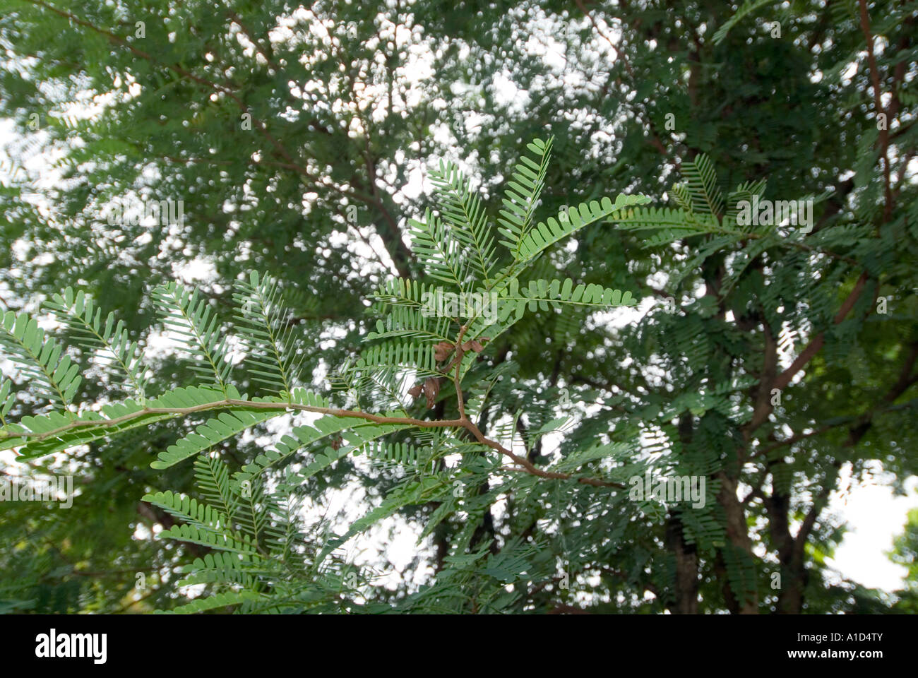 OBSTBAUM Tamarinde Tamarindus Indica L Leguminosae Fabaceae Tamarindo Tamarin Sampalok Stockfoto