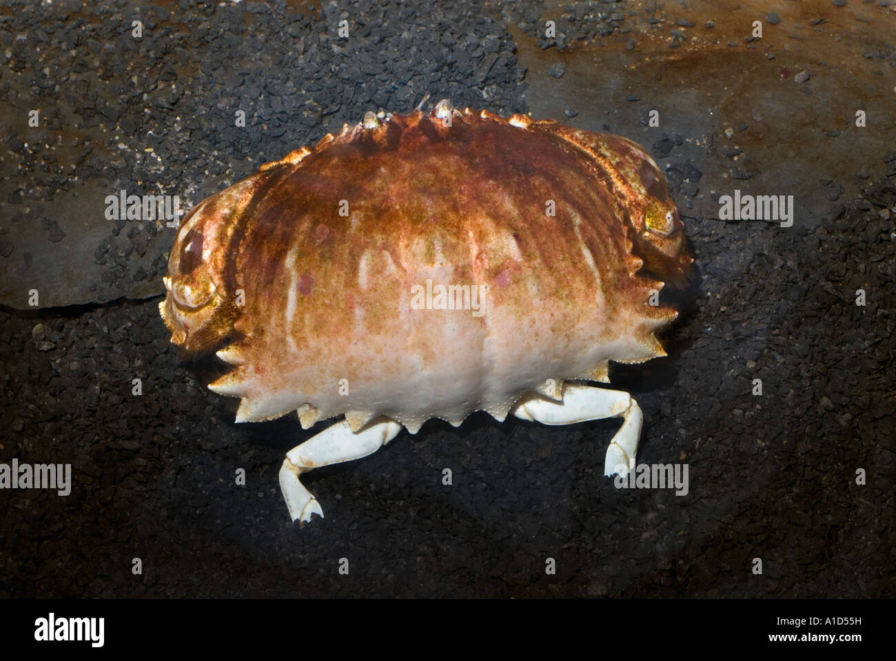 SPECTACLED Krabben-BOX Boxcrab CALAPPA PHILARGIUS mit seiner dünnen weißen Beinen Stockfoto