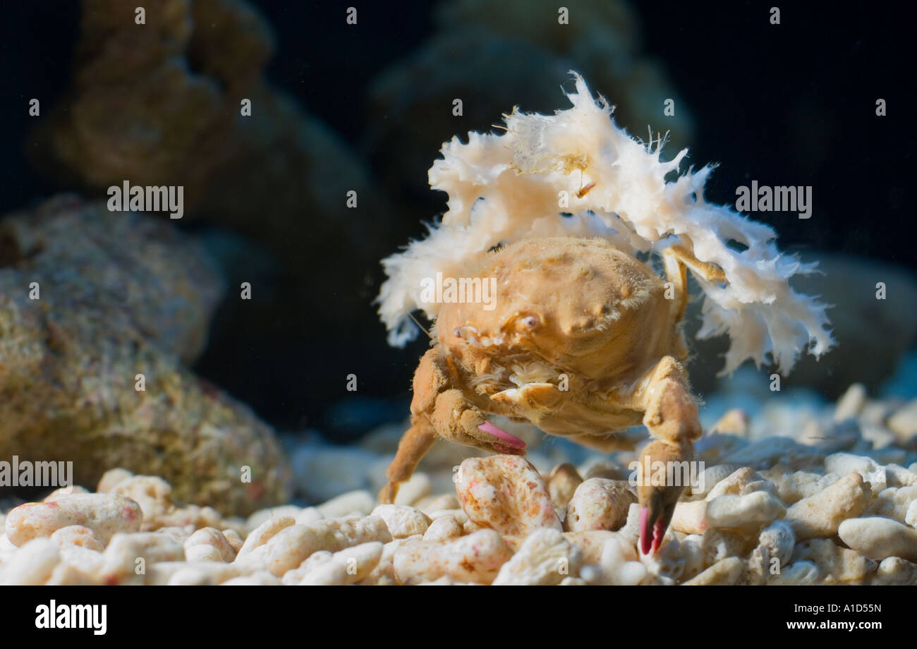 Krabbe ist den Rücken mit Abfällen tragen Tarnung SPONGE CRAB DROMINA SPEC goldene Krabbe dekorieren. Stockfoto