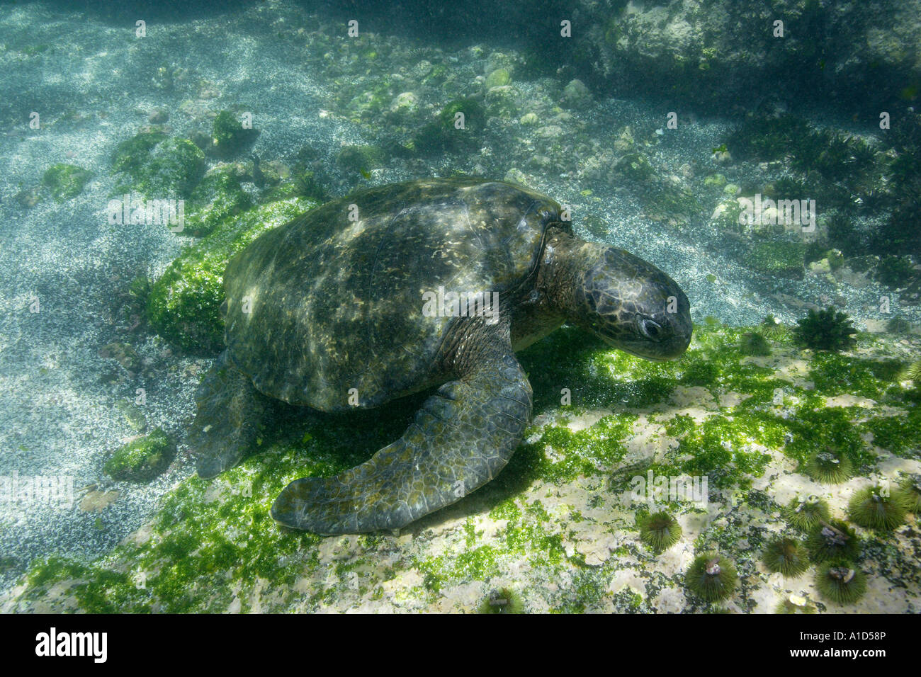 nu2289. Green Sea Turtle, Chelonia Mydas, Fütterung. Galapagos. Pazifischen Ozean. Foto Copyright Brandon Cole Stockfoto