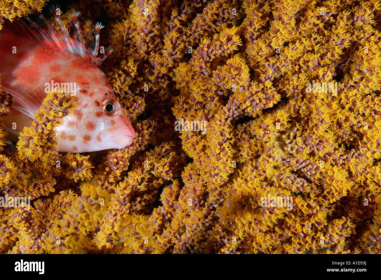 nu2487. Korallen Hawkfish, Cirrhitichthys Oxycephalus. Galapagos-Inseln, Ecuador. Pazifischen Ozean. Foto Copyright Brandon Cole Stockfoto