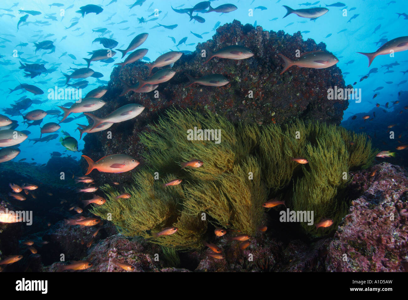nu2851. Pacific Creolefish, Paranthias Kolonos, Schulbildung über Riff. Galapagos. Foto Copyright Brandon Cole Stockfoto