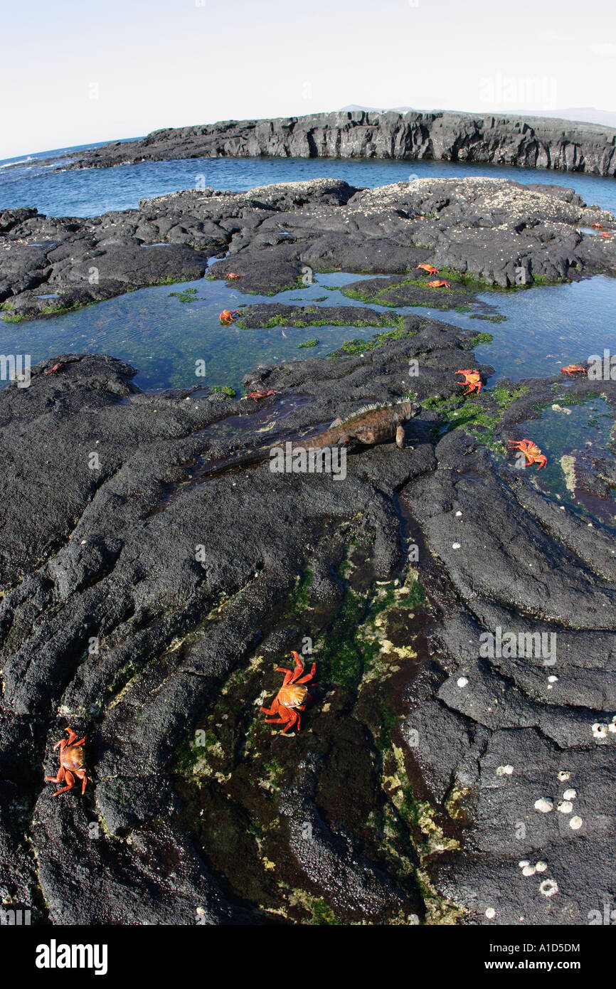 nu72005. Sally Licht Fuß Krabben, Grapsus Grapsus Wollebacki. Galapagos. Foto Copyright Brandon Cole Stockfoto