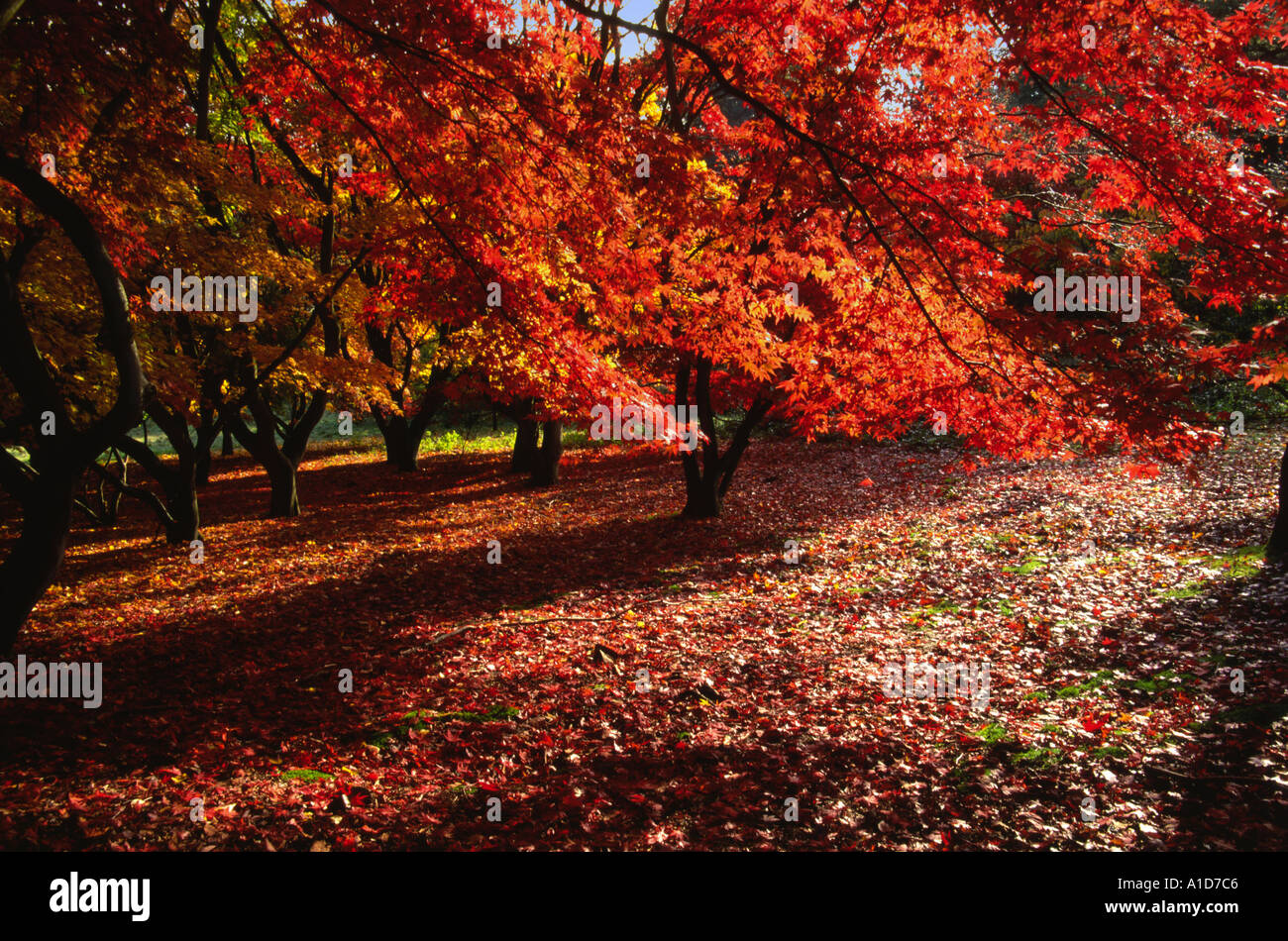 Japanische Acers Japonicum im Herbst Surrey England Stockfoto