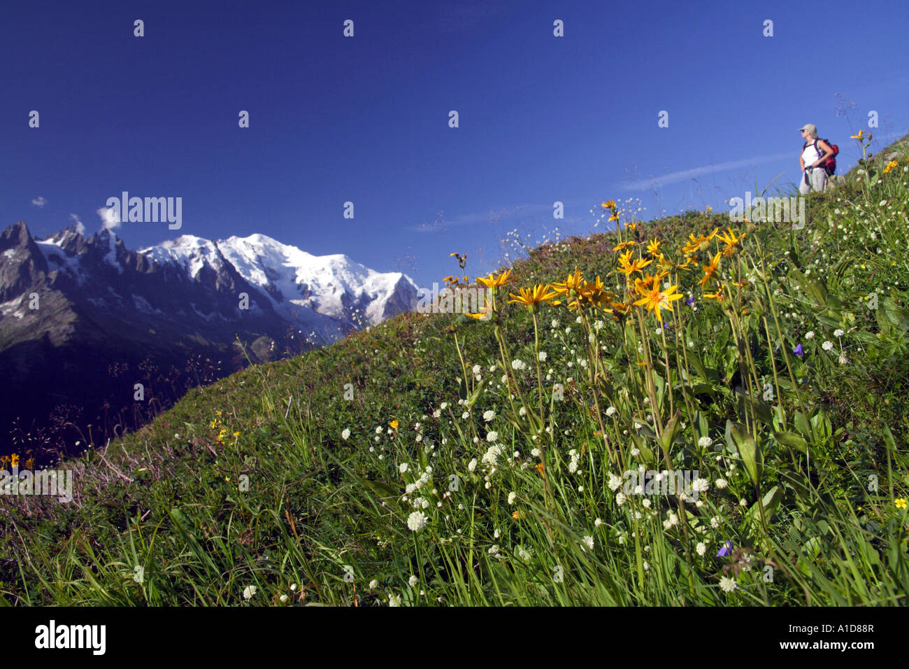 Wanderweibchen, die das Chamonix Tal und das Mont Blanc Massiv betrachten, Französische Alpen, Frankreich Stockfoto